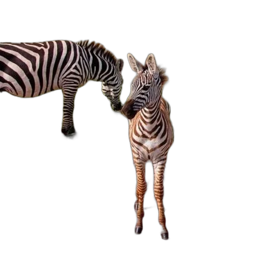 animal, creature, staff, furniture transparent PNG cut-out