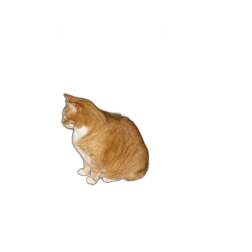 animal, creature, staff, hat transparent PNG cut-out