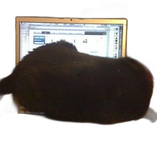 animal, staff, creature, hat transparent PNG cut-out