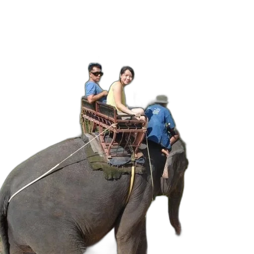 animal, hat, car, umbrella transparent PNG cut-out