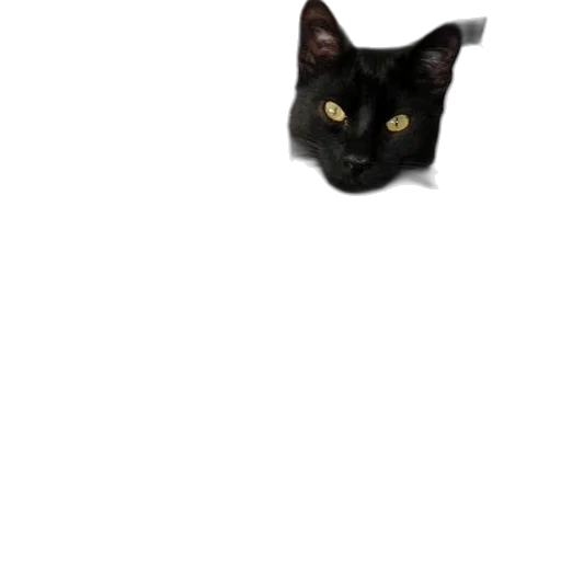 animal, creature, staff, hat transparent PNG cut-out