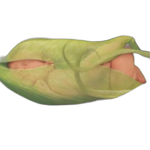 shoes, food, flower, creature transparent PNG cut-out