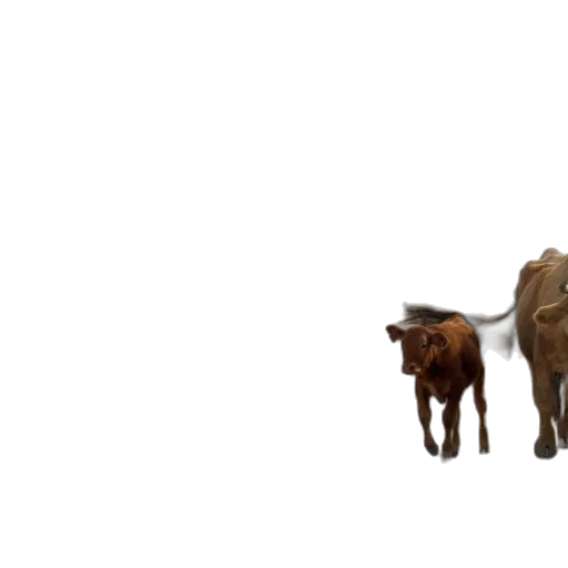 animal, creature, food, weapon transparent PNG cut-out