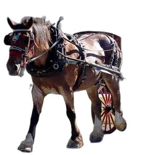 animal, jewelry, weapon, crown transparent PNG cut-out