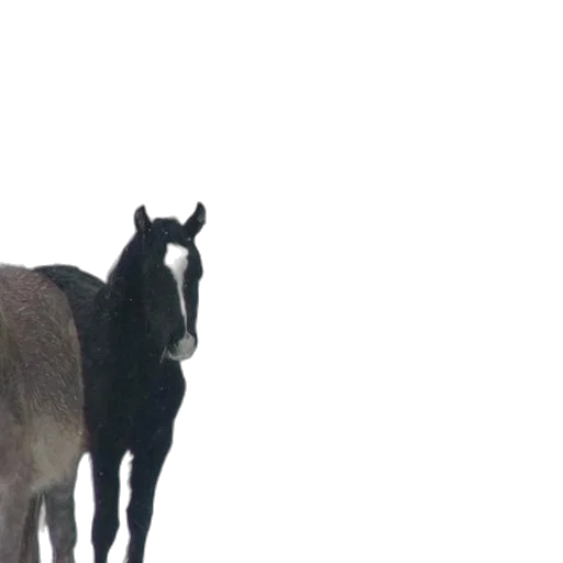animal, creature, hat, staff transparent PNG cut-out