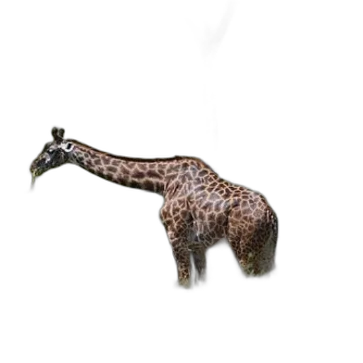 animal, staff, creature, jewelry transparent PNG cut-out