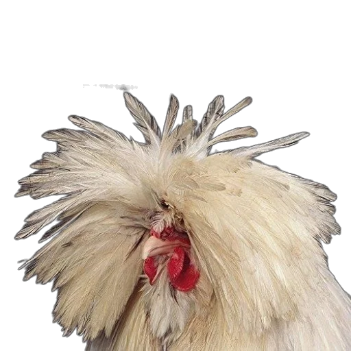 animal, hair, creature, hat transparent PNG cut-out