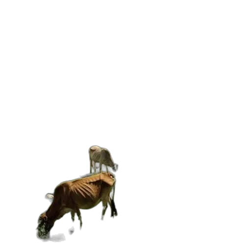 animal, creature, hair, furniture transparent PNG cut-out