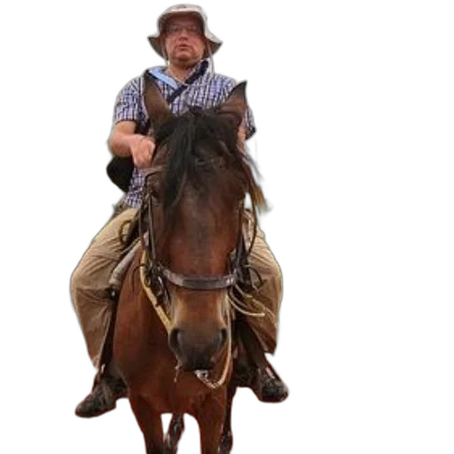 hat, animal, man, plaid transparent PNG cut-out
