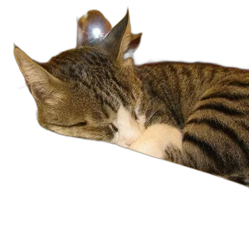 crown, staff, animal, hat transparent PNG cut-out