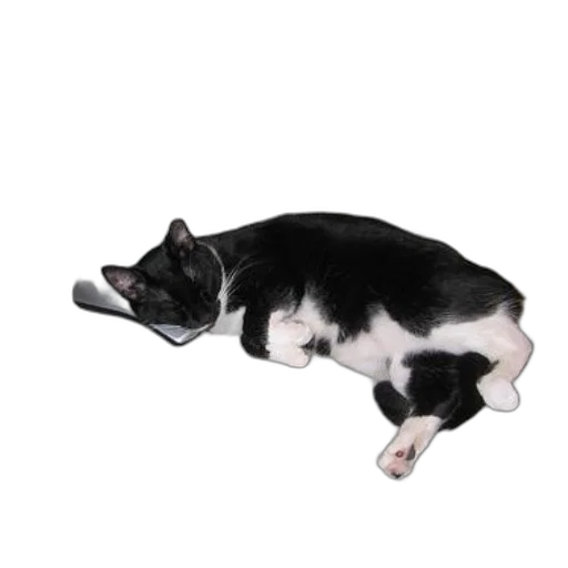 staff, animal, creature, photorealistic transparent PNG cut-out