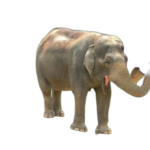 animal, creature, hat, weapon transparent PNG cut-out