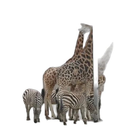 animal, furniture, creature, jewelry transparent PNG cut-out