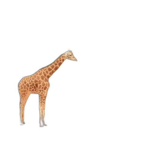 animal, creature, hat, weapon transparent PNG cut-out