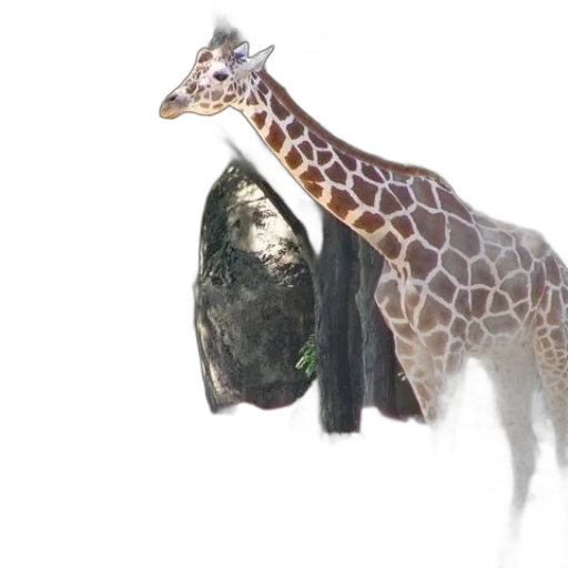 animal, hat, creature, umbrella transparent PNG cut-out
