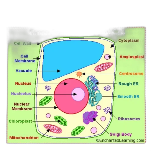 food, detailed, diagram, plant transparent PNG cut-out