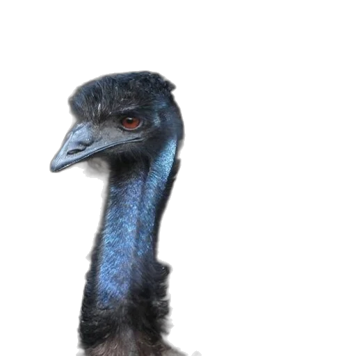 animal, creature, staff, face transparent PNG cut-out