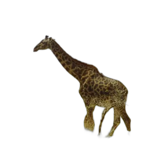 animal, creature, staff, jewelry transparent PNG cut-out