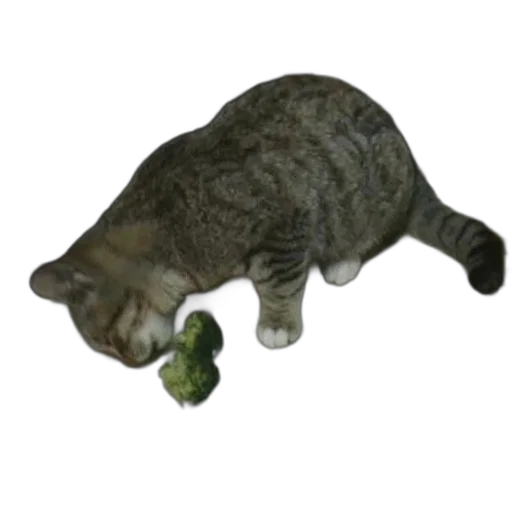 animal, staff, food, creature transparent PNG cut-out