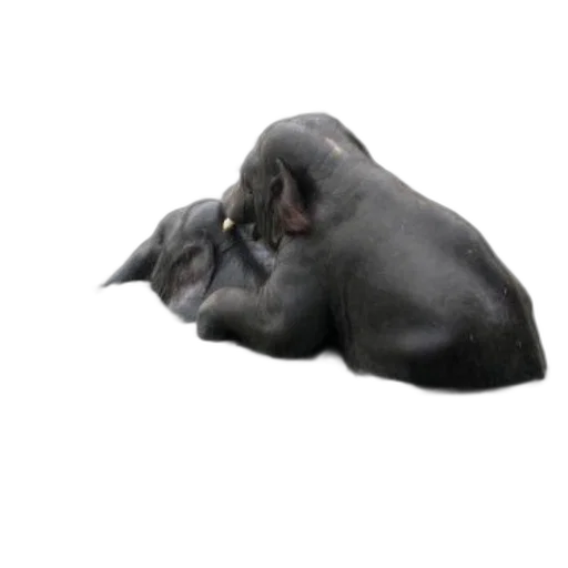 animal, creature, mask, hat transparent PNG cut-out