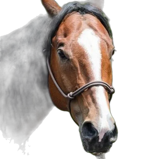 animal, face, hat, staff transparent PNG cut-out