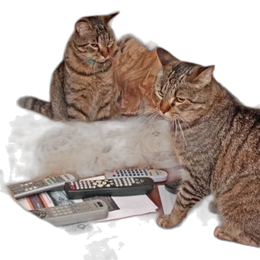 furniture, fire, two, cats transparent PNG cut-out
