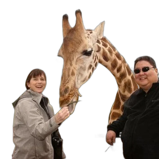 animal, staff, creature, umbrella transparent PNG cut-out
