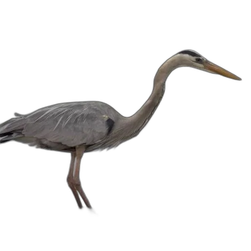 animal, creature, staff, 3d render transparent PNG cut-out