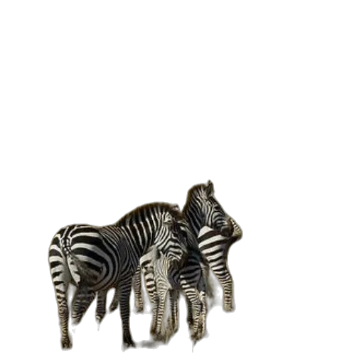 animal, furniture, jewelry, creature transparent PNG cut-out