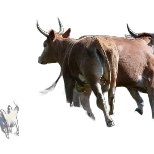 animal, creature, concept art, 3d render transparent PNG cut-out