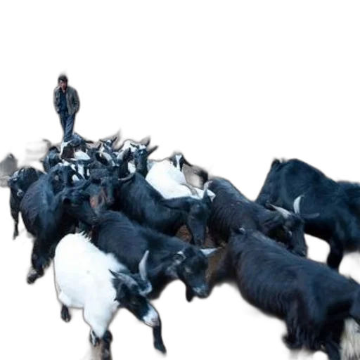 animal, shepherd, herds, flock transparent PNG cut-out