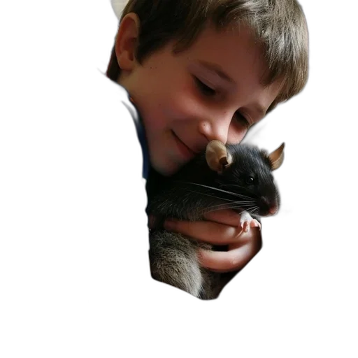 animal, creature, face, hat transparent PNG cut-out