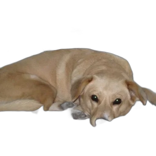 animal, staff, creature, face transparent PNG cut-out