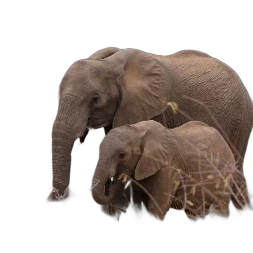 animal, earth tones, two, elephants transparent PNG cut-out