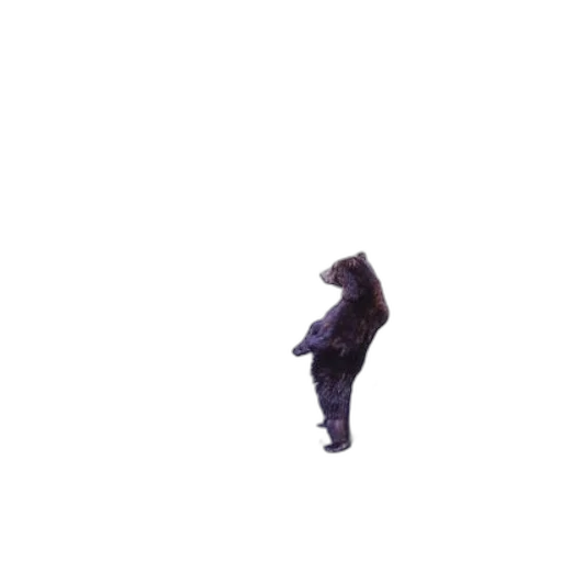 animal, creature, jacket, hair transparent PNG cut-out