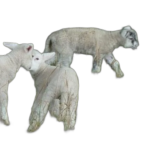 animal, 3d render, three, white transparent PNG cut-out