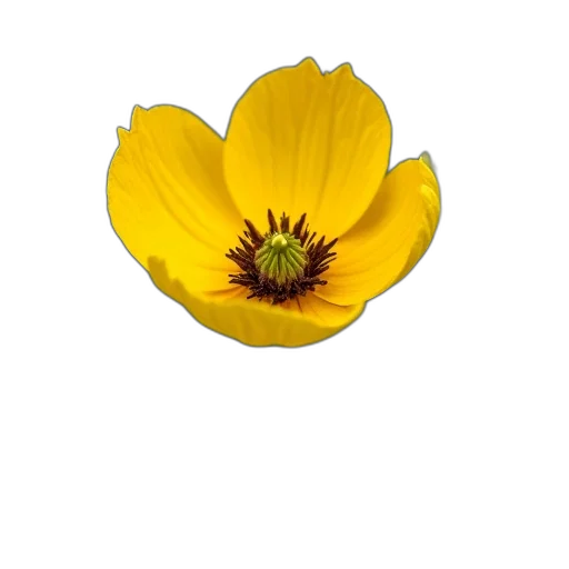 flower, crown, hat, jewelry transparent PNG cut-out