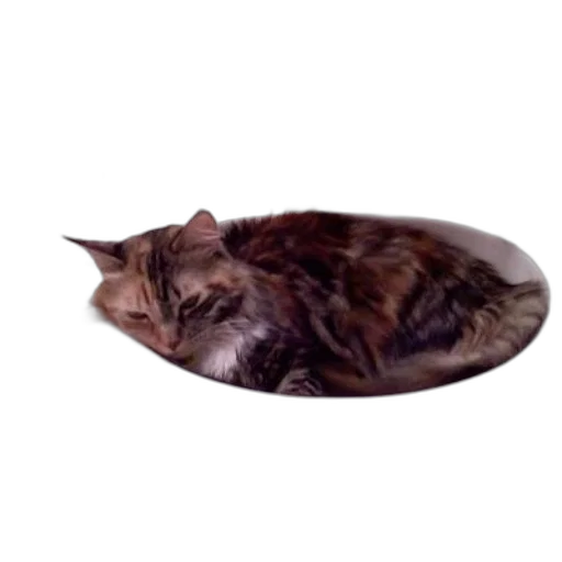 animal, creature, hat, furniture transparent PNG cut-out