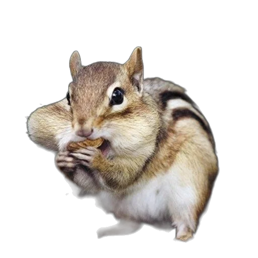 animal, food, creature, hat transparent PNG cut-out