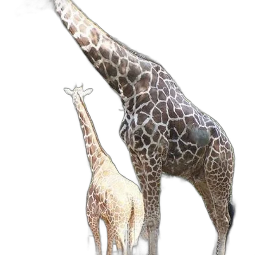 animal, creature, staff, concept art transparent PNG cut-out