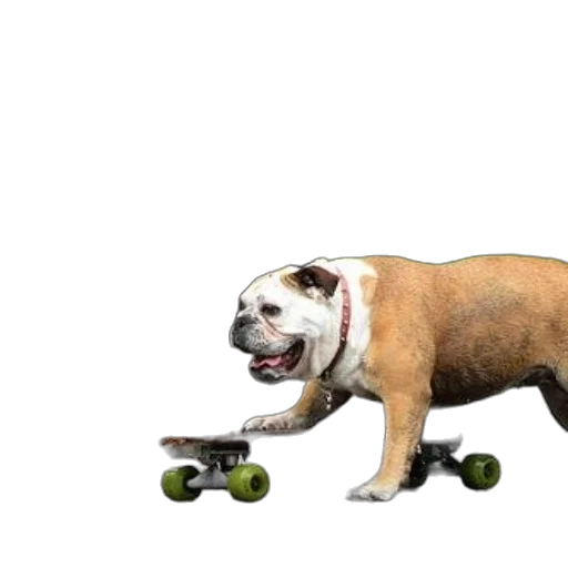 animal, food, creature, car transparent PNG cut-out