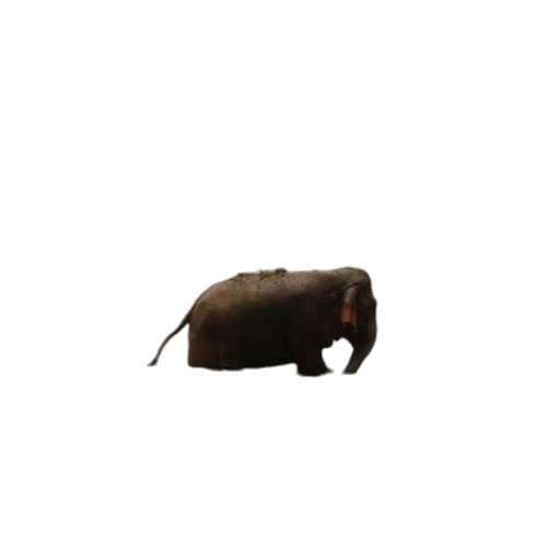 animal, creature, hat, hair transparent PNG cut-out