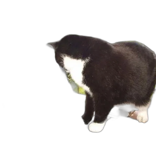 staff, animal, creature, food transparent PNG cut-out