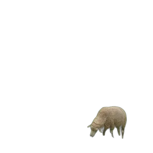 animal, creature, hat, hair transparent PNG cut-out