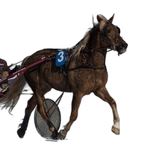staff, animal, photorealistic, concept art transparent PNG cut-out