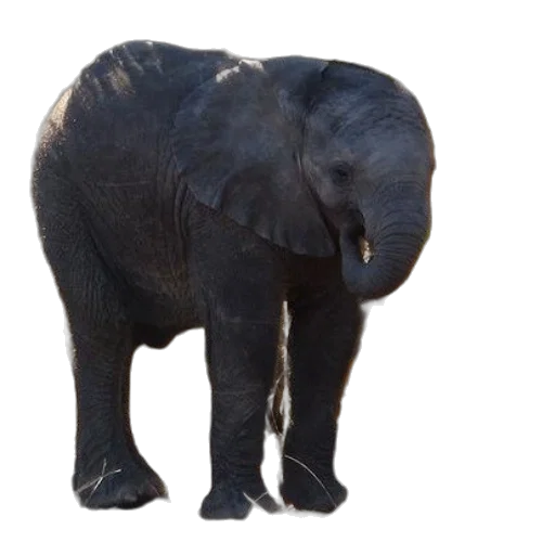 animal, creature, staff, face transparent PNG cut-out
