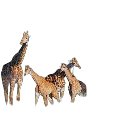 animal, jewelry, creature, crown transparent PNG cut-out