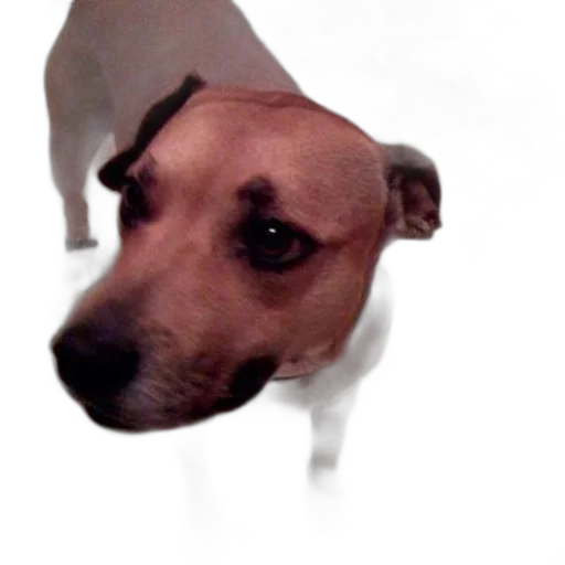 animal, creature, staff, face transparent PNG cut-out