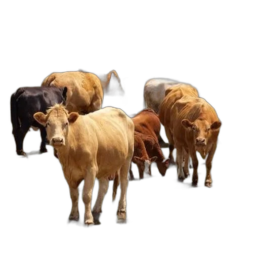 animal, food, photorealistic, concept art transparent PNG cut-out