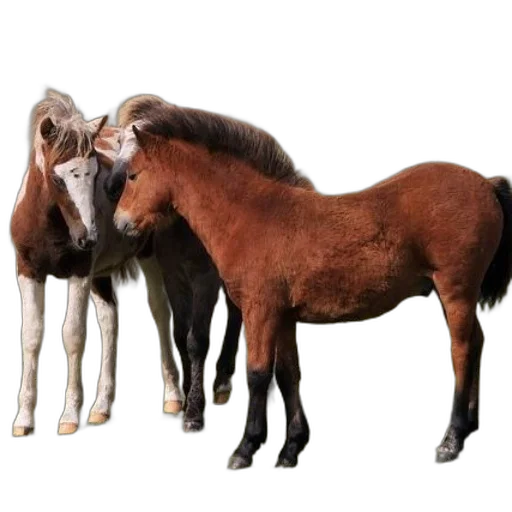 animal, hair, food, furniture transparent PNG cut-out